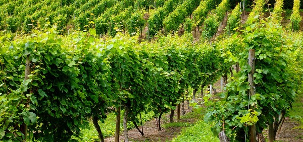 Wein GD.jpg